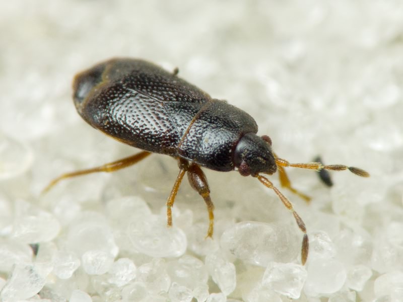 Plinthisus pusillus (Scholtz, 1847)